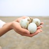 【广西·北海】恋潮海鸭蛋 皮蛋松花蛋北部湾红树林散养变蛋 商品缩略图3