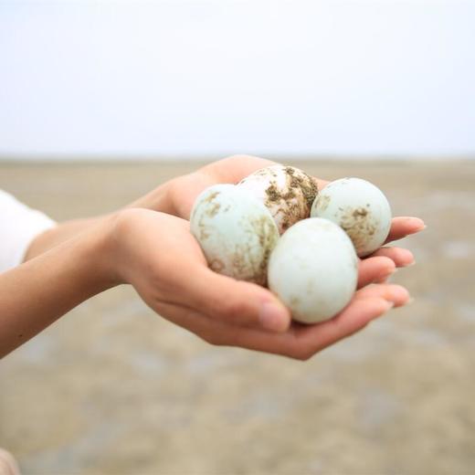 【广西·北海】恋潮海鸭蛋 皮蛋松花蛋北部湾红树林散养变蛋 商品图3