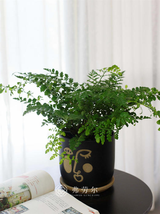 吉姆蕨 商品图0