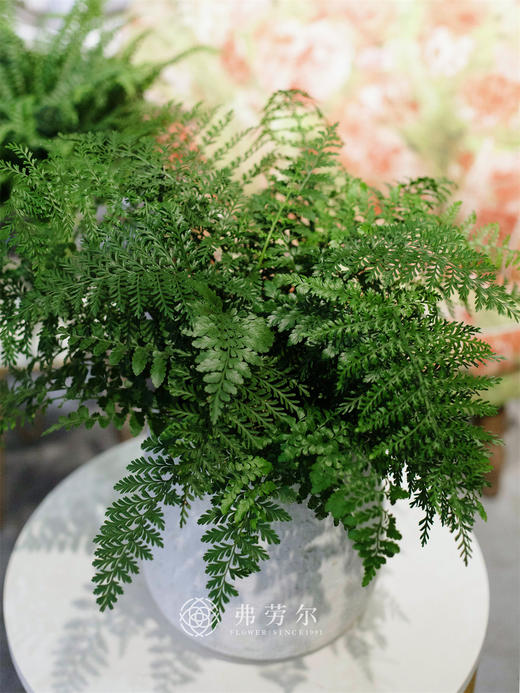 吉姆蕨 商品图1