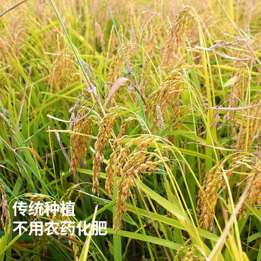 【有机五常稻花香大米】五常核心产区种植，双有机认证，产地追溯！新鲜现磨，产地直发，套餐可分批发货，想什么时候发就什么时候发哦 商品图1