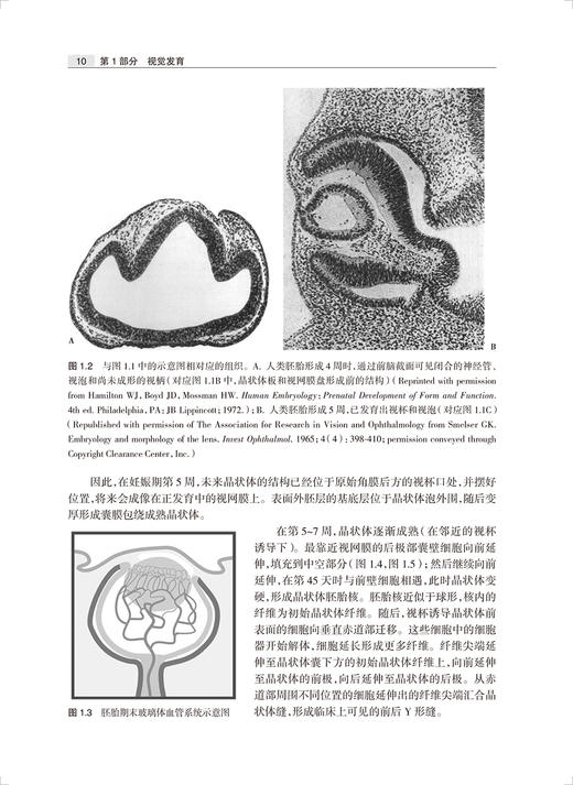 儿童视觉发育诊断与治疗 第2版 周悦 乔彤 视觉发育基础理论 儿童视觉疾病临床治疗策略功能评估诊断 人民卫生出版社9787117342681 商品图4