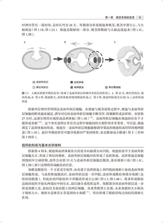 儿童视觉发育诊断与治疗 第2版 周悦 乔彤 视觉发育基础理论 儿童视觉疾病临床治疗策略功能评估诊断 人民卫生出版社9787117342681 商品图3