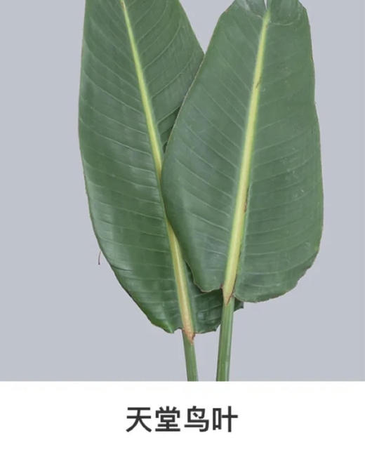 国产花材-【天堂鸟叶】 商品图0