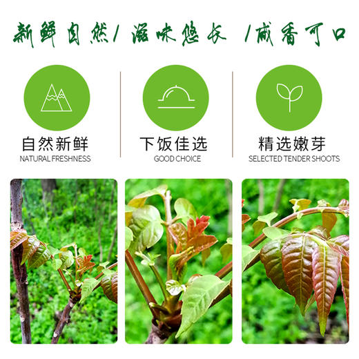 蒙毅香椿芽酱 192g/瓶*8 商品图1