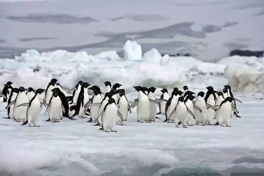 南极·剑桥专题公民科学考察项目招募 商品图1