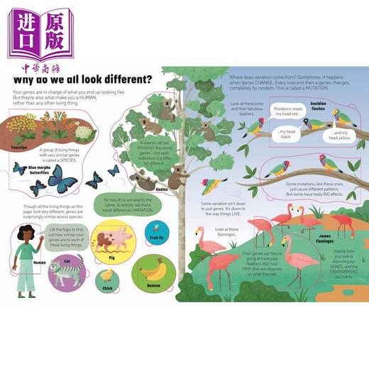 【中商原版】See Inside Genes and DNA 尤斯伯恩看里面:基因与DNA 英文原版 进口图书 儿童科普绘本 知识百科图书 精装童书 商品图1