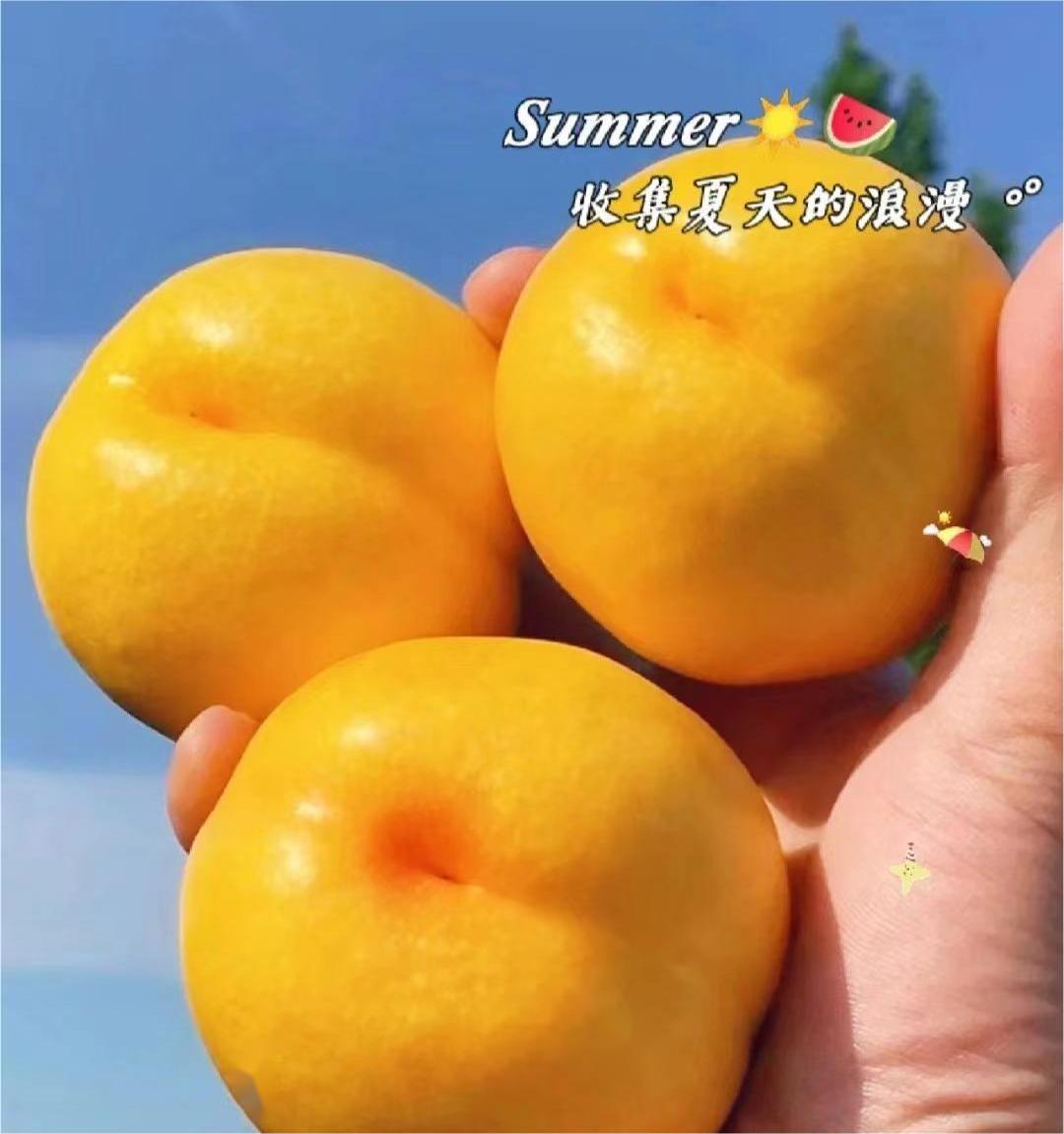 蒙阴黄金蜜桃 |山东水果