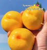 蒙阴黄金蜜桃 |山东水果 商品缩略图0
