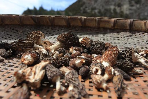 野生羊肚菌干菌(高原阳光晾晒) 商品图1