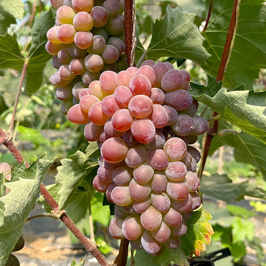 密云新鲜现摘小串茉莉香葡萄500g/份  拍2份包邮 迷你小葡萄 无籽 新鲜水果 清香多汁 商品图6