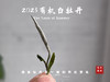 【2023春茶】2023有机白牡丹，牡丹王一般的秀长芽头，花香温柔，犹如添香的红袖 商品缩略图5