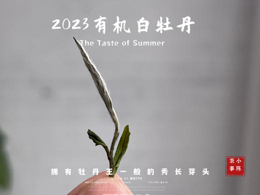 【2023春茶】2023有机白牡丹，牡丹王一般的秀长芽头，花香温柔，犹如添香的红袖 商品图5