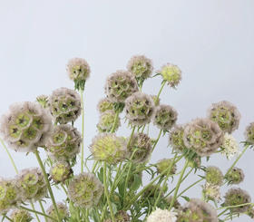 国产花材-【风车果】