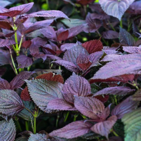 紫苏—春风路，梦寻何处，门掩紫苏