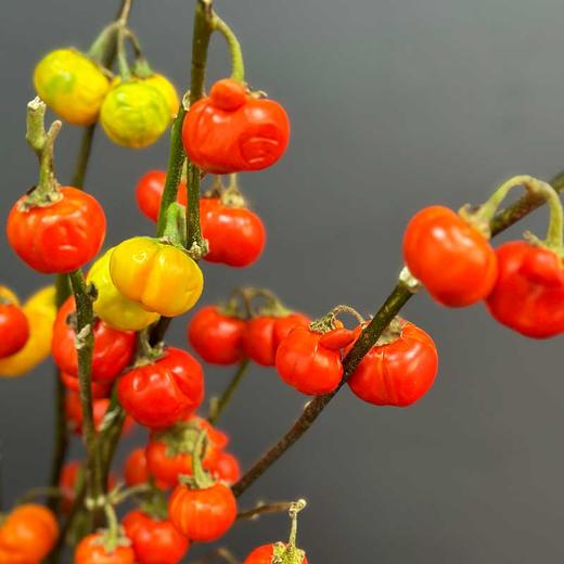 小番茄鲜花稀有小南瓜果材鲜切枝条 商品图2