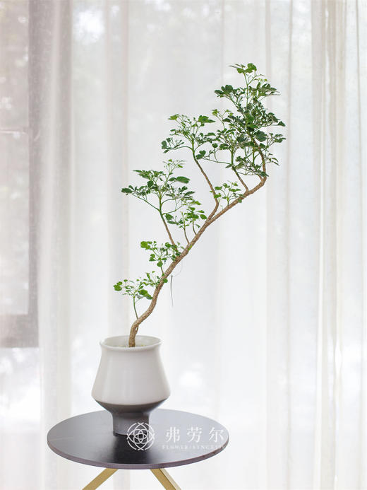 芹叶福禄桐 商品图0
