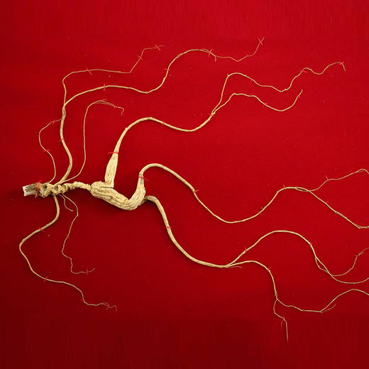 热卖【野山参】自然生长20年以上 商品图0