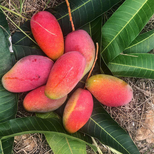 【芒果很忙！新鲜应季水果贵妃芒】色泽鲜艳果香浓郁，柔嫩爽口香甜多汁，各种各样的吃法， 口感细腻甜嫩，红金龙甜心芒果，每一口都是幸福的感觉健康 商品图1