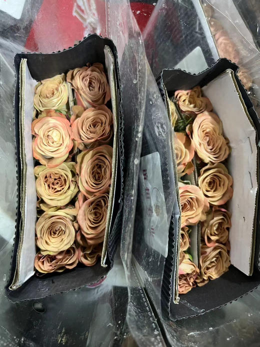 【秒杀福利】南粤推荐-卡布奇诺  20枝 商品图7