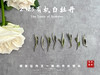 【2023春茶】2023有机白牡丹，牡丹王一般的秀长芽头，花香温柔，犹如添香的红袖 商品缩略图3