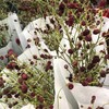 配花-地榆-10支 商品缩略图0