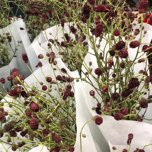 配花-地榆-10支 商品图0