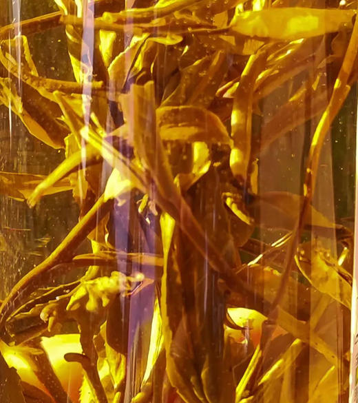 和菜头有机古树冷泡茶 商品图1