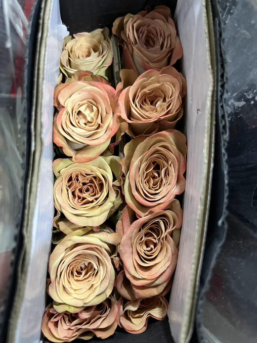 【秒杀福利】南粤推荐-卡布奇诺  20枝 商品图6