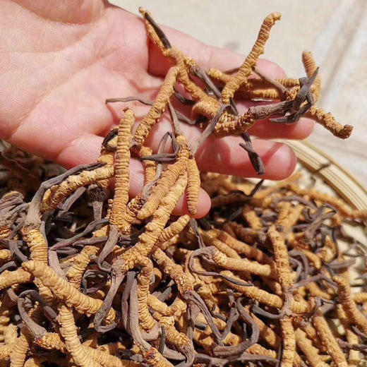 【干虫草】礼盒，4900米雪山直采 商品图1