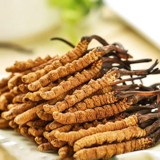 【干虫草】礼盒，4900米雪山直采 商品图0