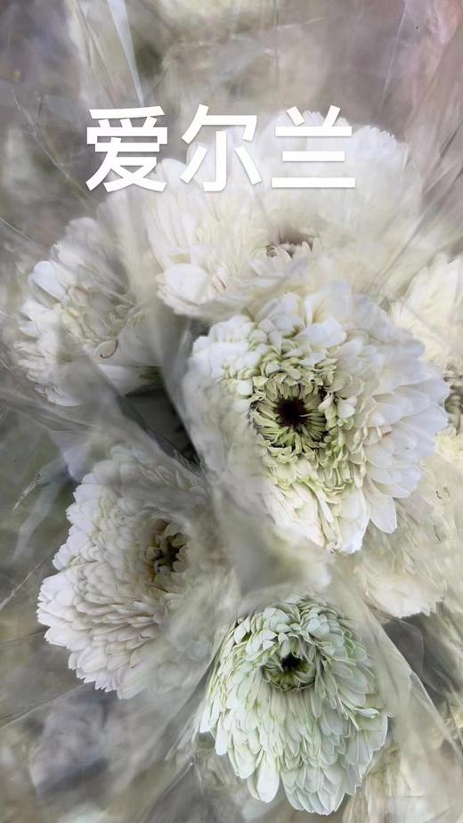 非洲菊 爱尔兰 商品图0