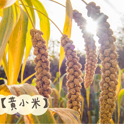 热卖【农家黄小米】 陕西米脂县农家种植，一年一茬，十月成熟新米，全家人食用的“养生米”，产妇、宝宝、老人、女性都适合吃！ 商品图3