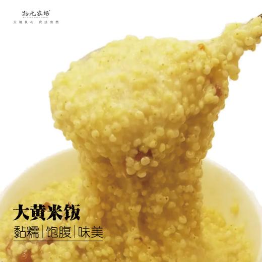 新鲜有机大黄米350g 黏糯五谷杂粮米饭伴侣搭配熬粥 商品图2