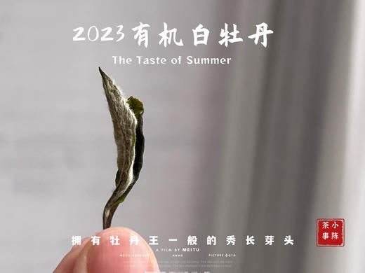 【2023春茶】2023有机白牡丹，牡丹王一般的秀长芽头，花香温柔，犹如添香的红袖 商品图4