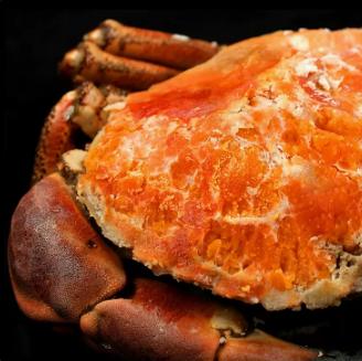 纯野生原装进口 面包蟹600-800g/只熟冻海鲜水产特大超大螃蟹黄金蟹 商品图1