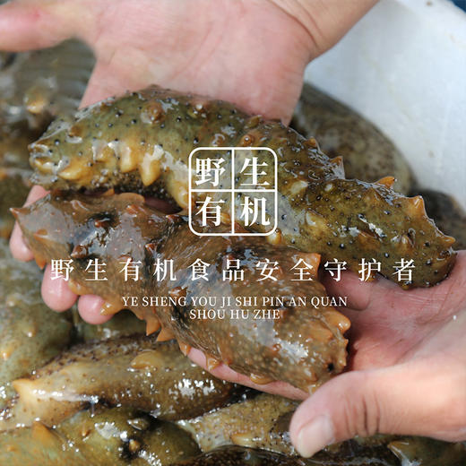 【即食野生有机海参/一个月套餐/30只】野生有机，新鲜泡发，营养丰富 商品图2