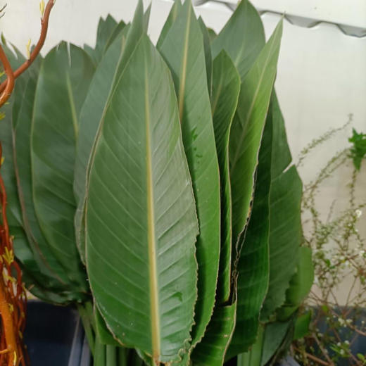 国产花材-【天堂鸟叶】 商品图1