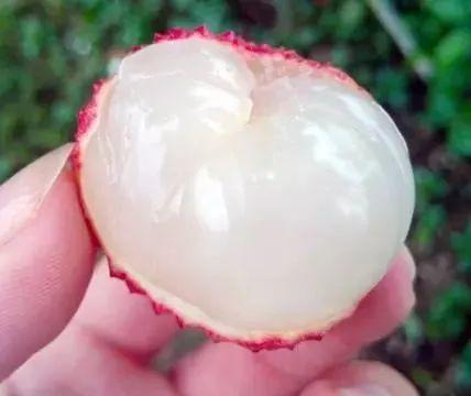 寻源端午 | 增城夏日荔枝红 商品图1