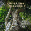 【大黑树林】曼松兄长大黑树林 皇家贡茶地1类大高杆 倚邦二组茶农联合出品 2023年云南普洱生茶500年高杆古树 357g饼茶 商品缩略图3