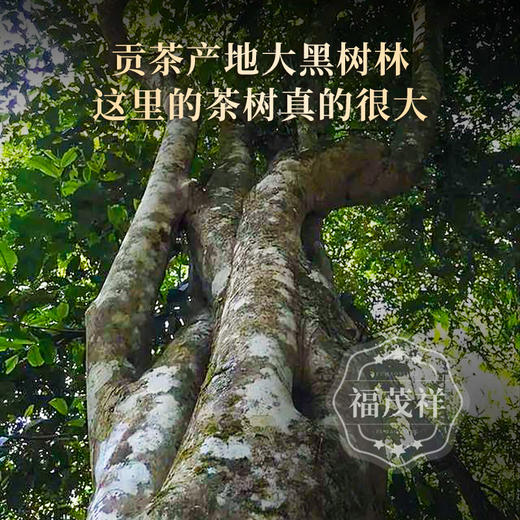 【大黑树林】曼松兄长大黑树林 皇家贡茶地1类大高杆 倚邦二组茶农联合出品 2023年云南普洱生茶500年高杆古树 357g饼茶 商品图3