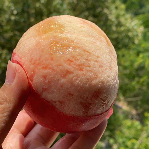 产地直邮-陕西突围水蜜桃 硬吃脆甜 软吃糯甜 商品图5