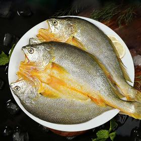 三去黄花鱼免调理黄鱼鲞 250g*5