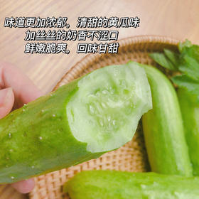 【牛奶白玉黄瓜】采用发酵大豆施肥，牛奶灌溉，新鲜采摘发货，瓜肉饱满，口感爽脆，非常适合生吃，“咔嚓”一声，一口咬下，清脆悦耳·满嘴尽是清新。