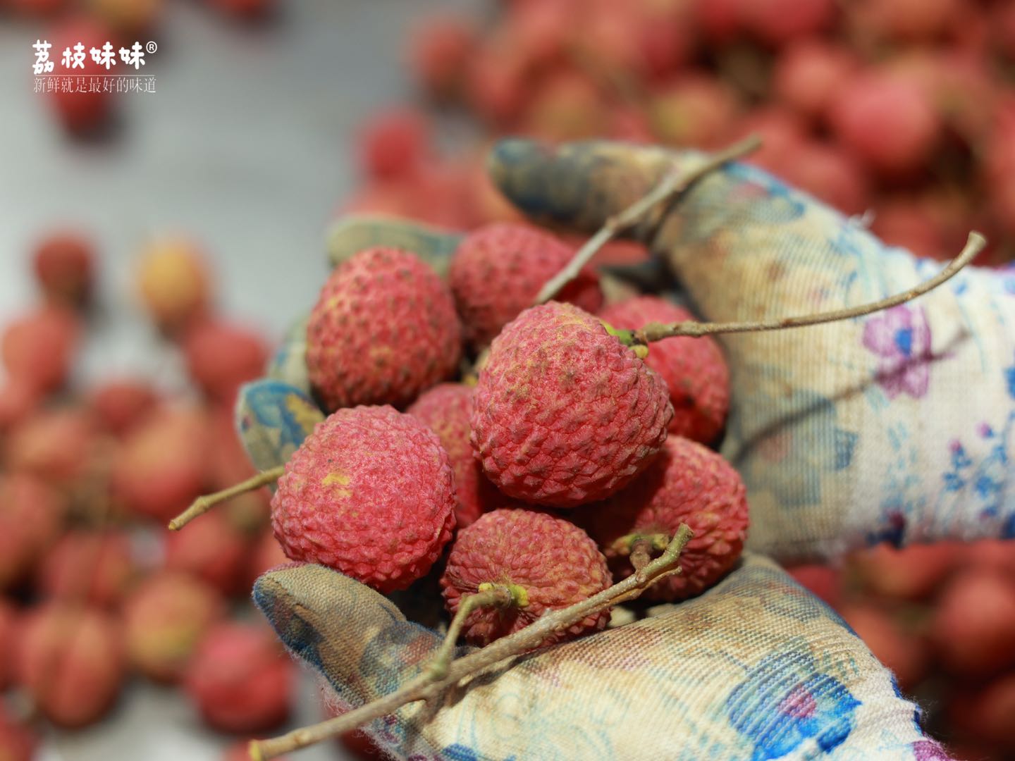 【仙香糯荔枝】【月底下架】稀有品种|高端限定 匠心培育 甘甜多汁