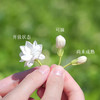 今年新花【横州茉莉花】鲜花烘制4天左右发货，清新怡人，回味甘甜，无香精、无防腐剂，茉莉原香，非遗传承人制作 商品缩略图6