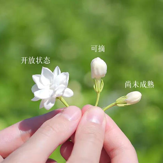 今年新花【横州茉莉花】鲜花烘制4天左右发货，清新怡人，回味甘甜，无香精、无防腐剂，茉莉原香，非遗传承人制作 商品图6
