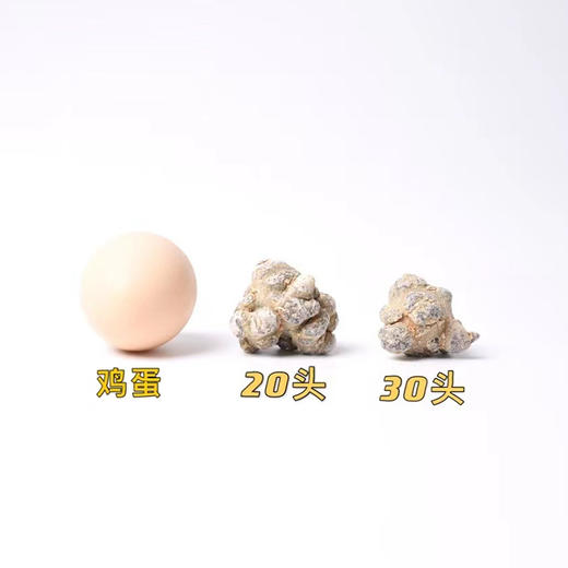 热卖【云南文山春三七】打粉需备注    3年的春三七，仿野生种植，核心原产地直供，不抛光不打蜡本色水洗，无剪口，无泥土，饱满墨绿色肉层 商品图3