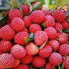【外运冷链】今夏荔枝正当时  产地冷链直发 桂味/荔枝王礼盒 商品缩略图0