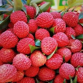 【外运冷链】今夏荔枝正当时  产地冷链直发 桂味/荔枝王礼盒